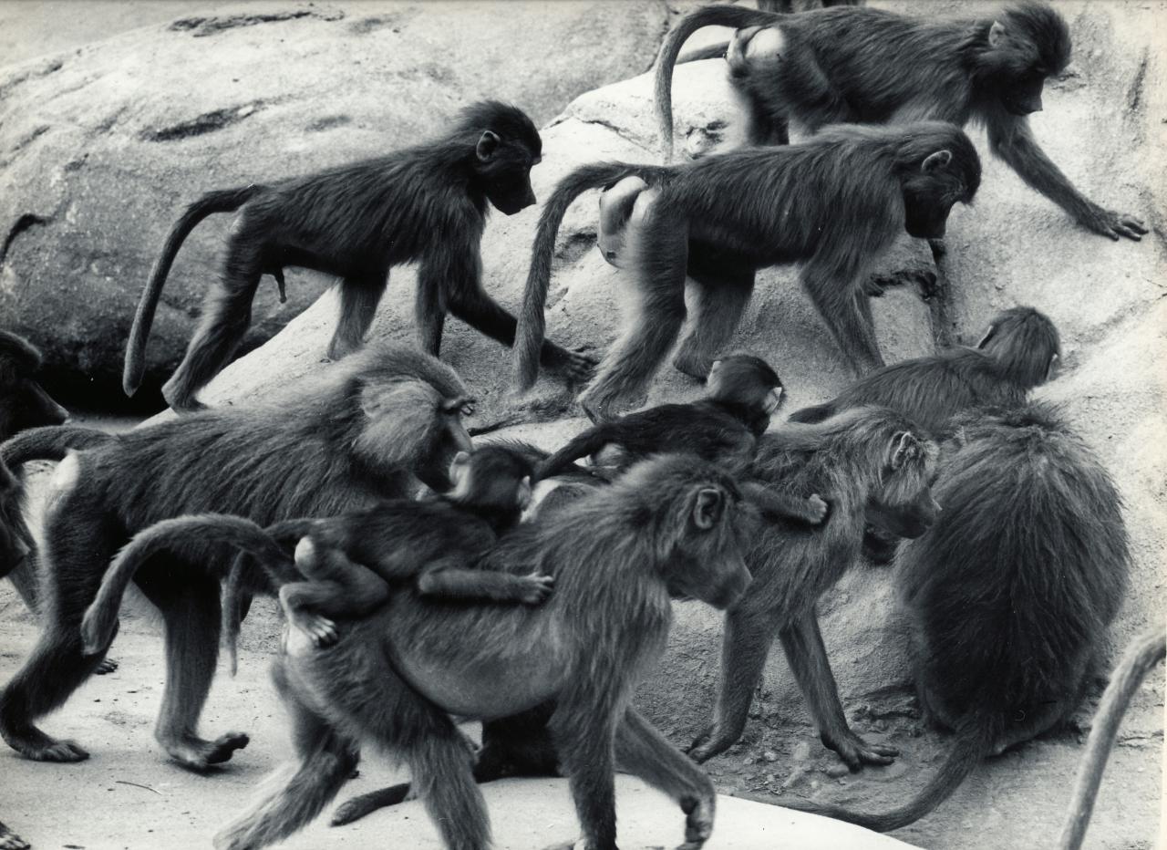 ZOO DE VINCENNES 1962 COPYRIGHT D.HAUSSWALD & O. HECKENROTH