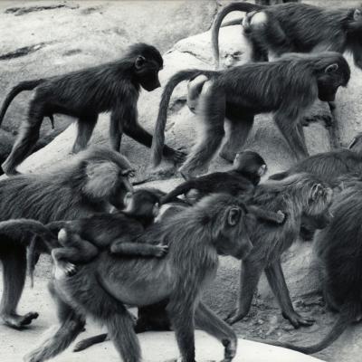 ZOO DE VINCENNES 1962 COPYRIGHT D.HAUSSWALD & O. HECKENROTH