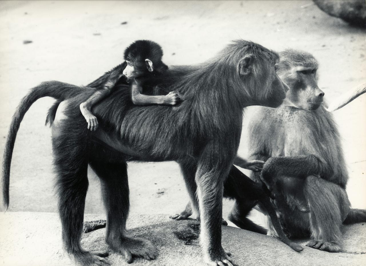 ZOO DE VINCENNES 1962 COPYRIGHT D.HAUSSWALD & O. HECKENROTH