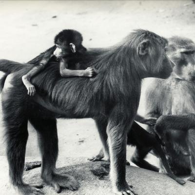 ZOO DE VINCENNES 1962 COPYRIGHT D.HAUSSWALD & O. HECKENROTH