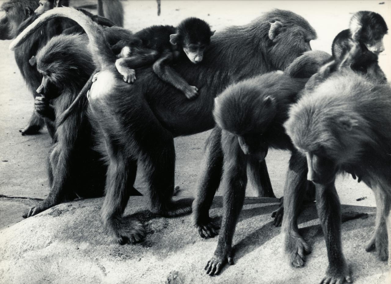 ZOO DE VINCENNES 1962 COPYRIGHT D.HAUSSWALD & O. HECKENROTH