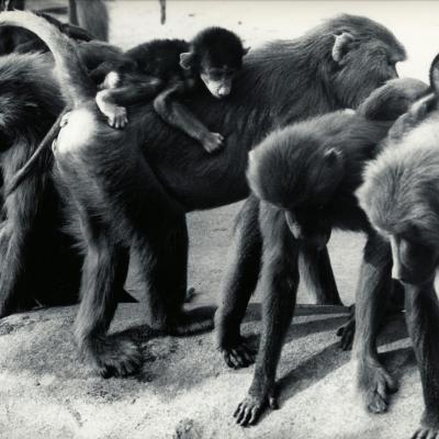 ZOO DE VINCENNES 1962 COPYRIGHT D.HAUSSWALD & O. HECKENROTH