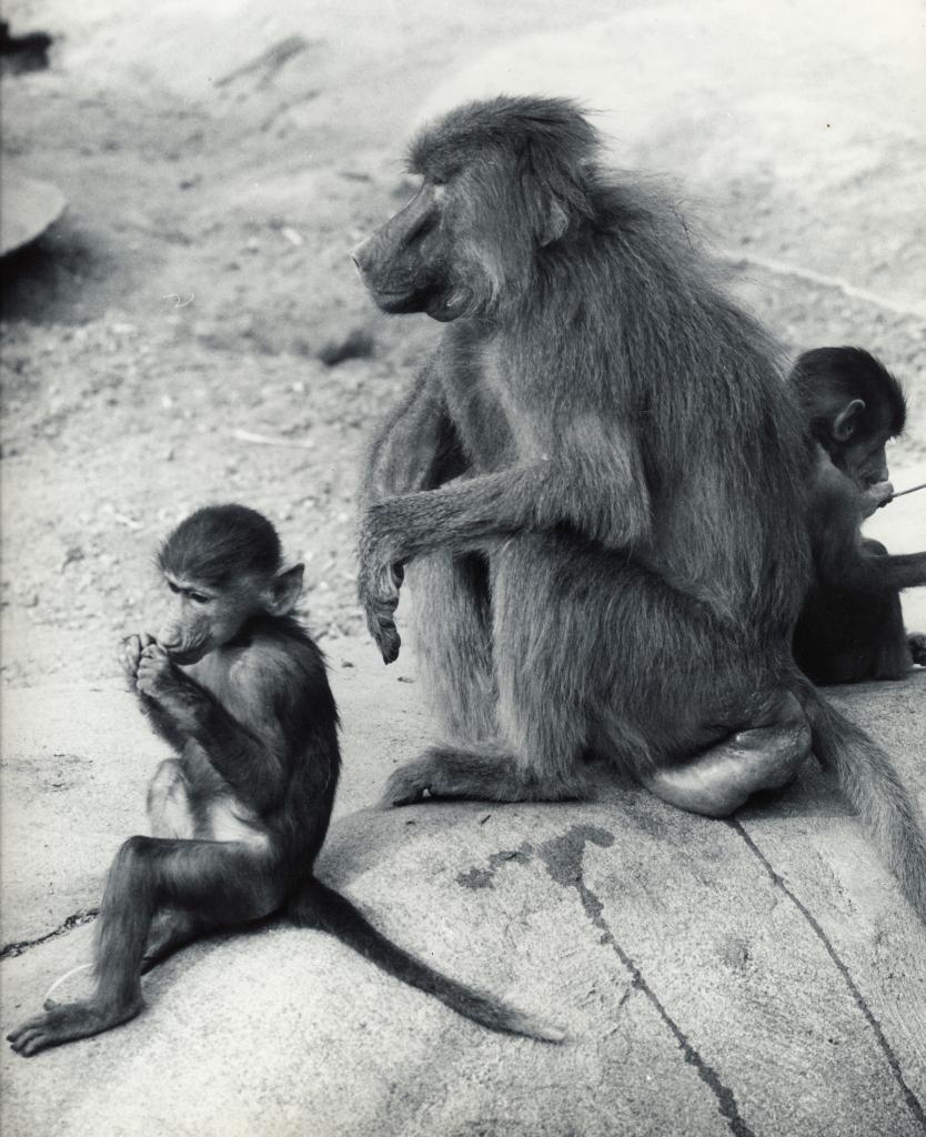 ZOO DE VINCENNES 1962 COPYRIGHT D.HAUSSWALD & O. HECKENROTH