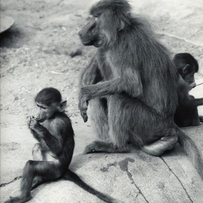 ZOO DE VINCENNES 1962 COPYRIGHT D.HAUSSWALD & O. HECKENROTH