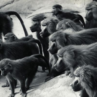 Animaux
