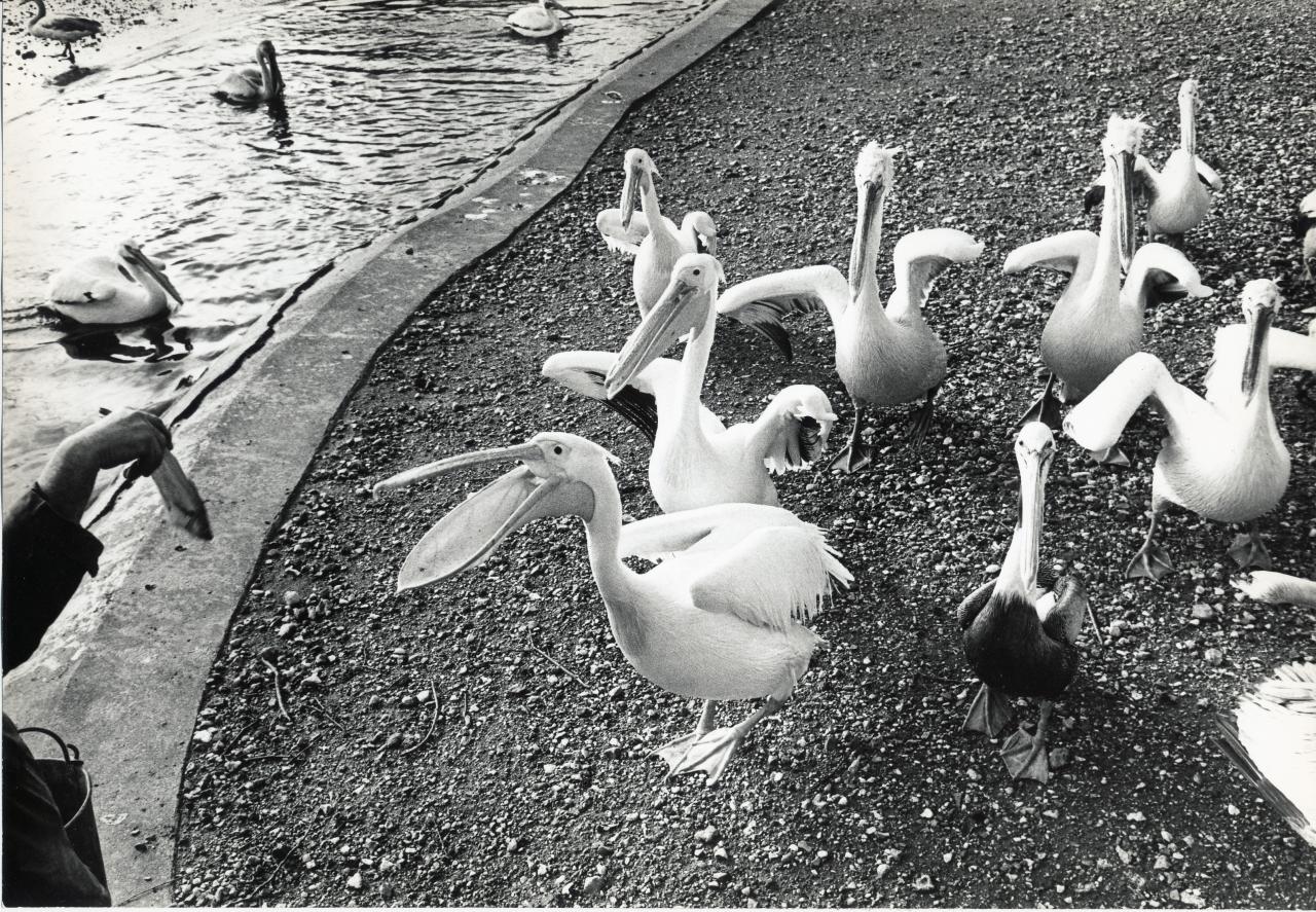 ZOO DE VINCENNES 1962 COPYRIGHT D.HAUSSWALD & O. HECKENROTH