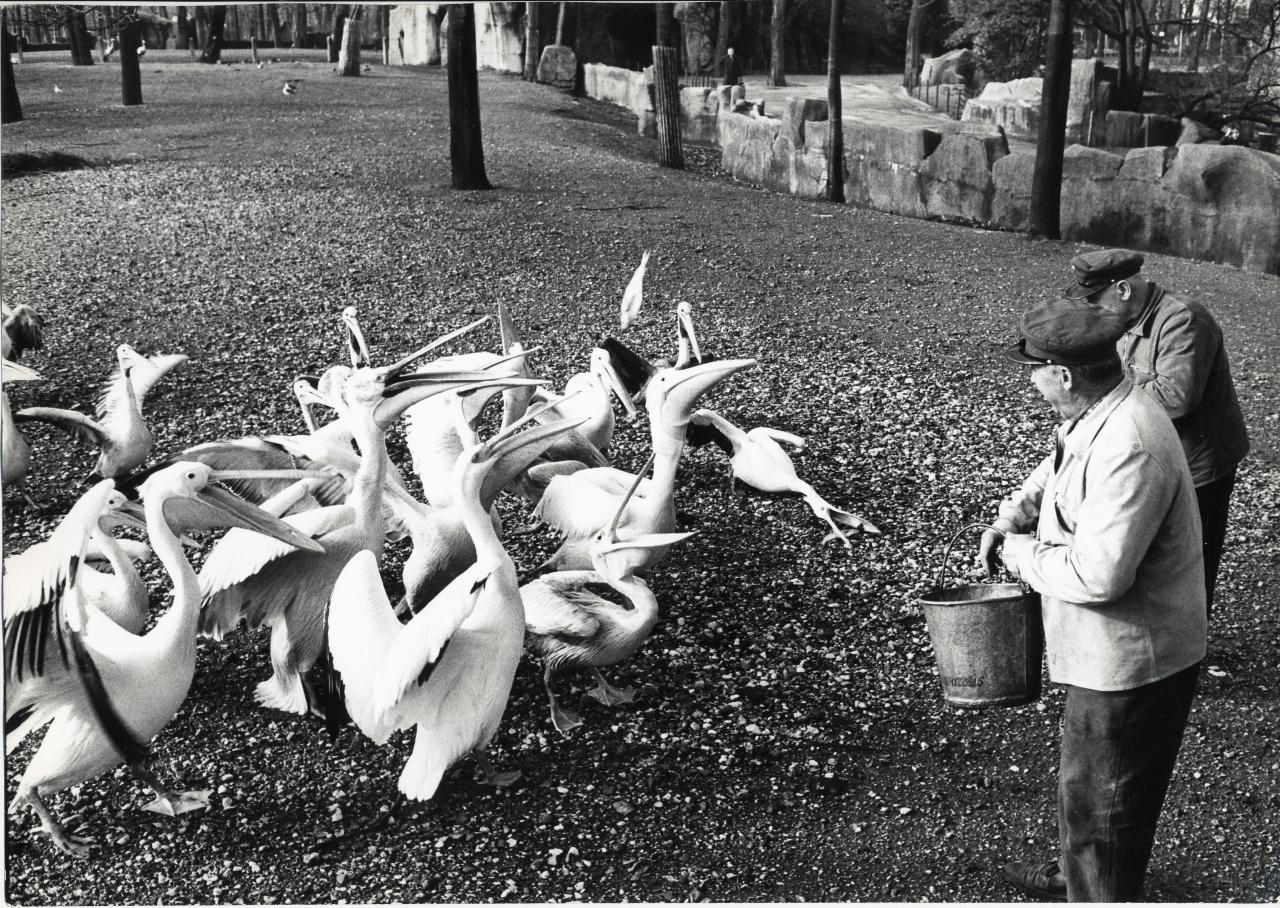 ZOO DE VINCENNES 1962 COPYRIGHT D.HAUSSWALD & O. HECKENROTH