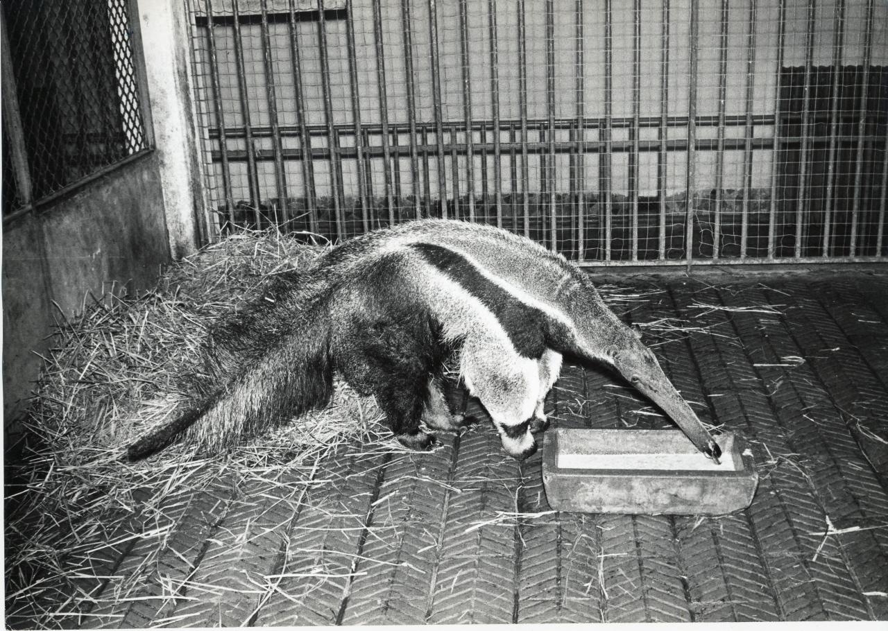 ZOO DE VINCENNES 1962 COPYRIGHT D.HAUSSWALD & O. HECKENROTH