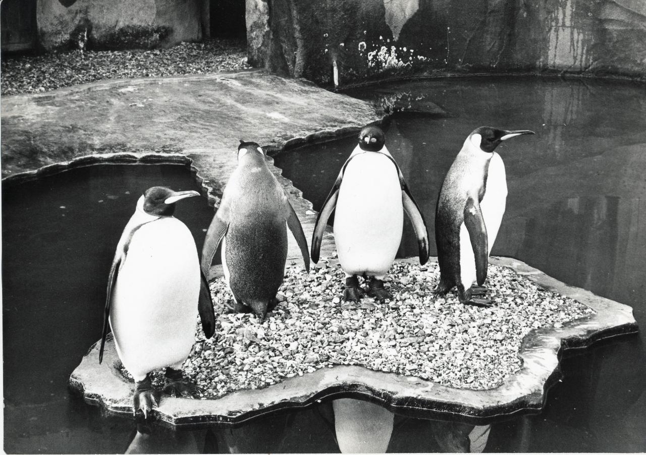 ZOO DE VINCENNES 1962 COPYRIGHT D.HAUSSWALD & O. HECKENROTH