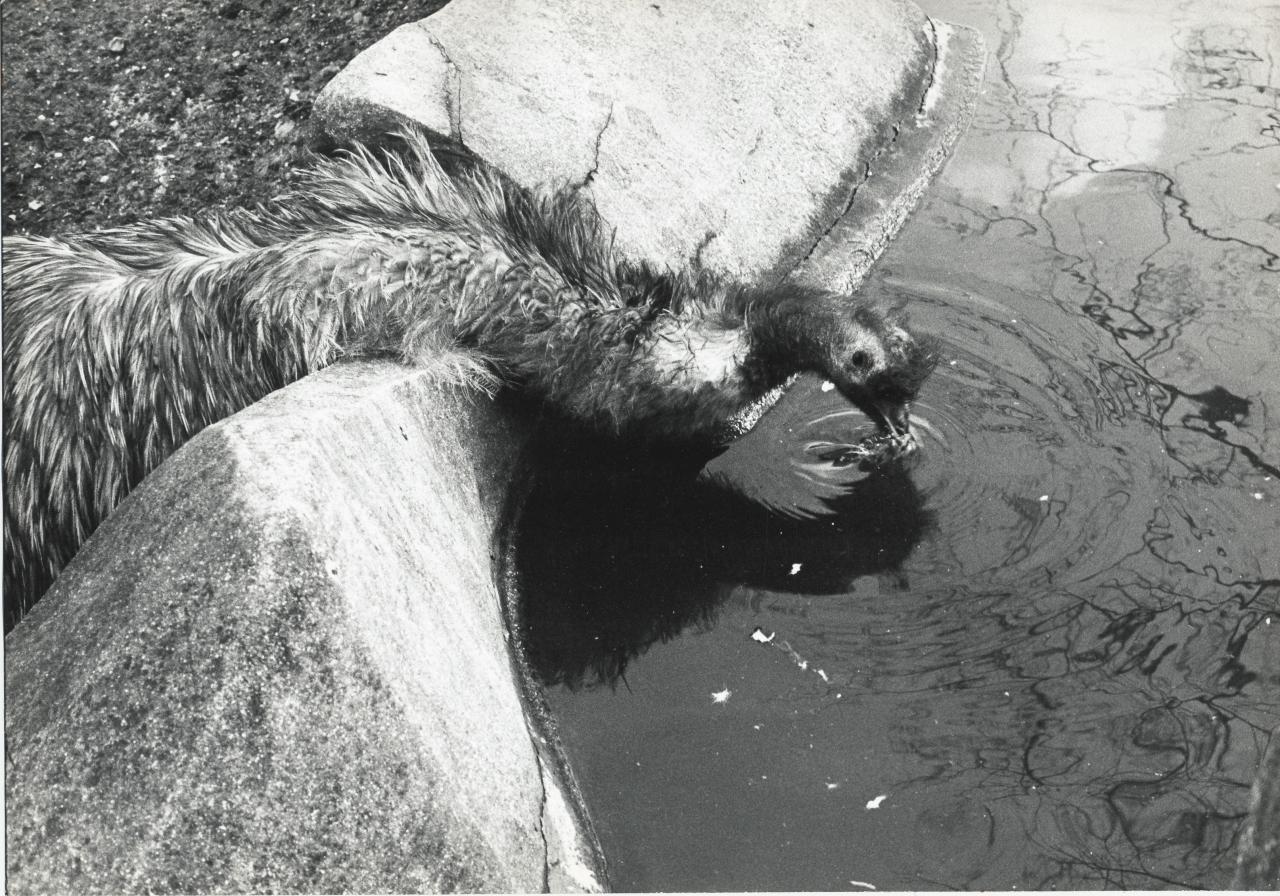 ZOO DE VINCENNES 1962 COPYRIGHT D.HAUSSWALD & O. HECKENROTH