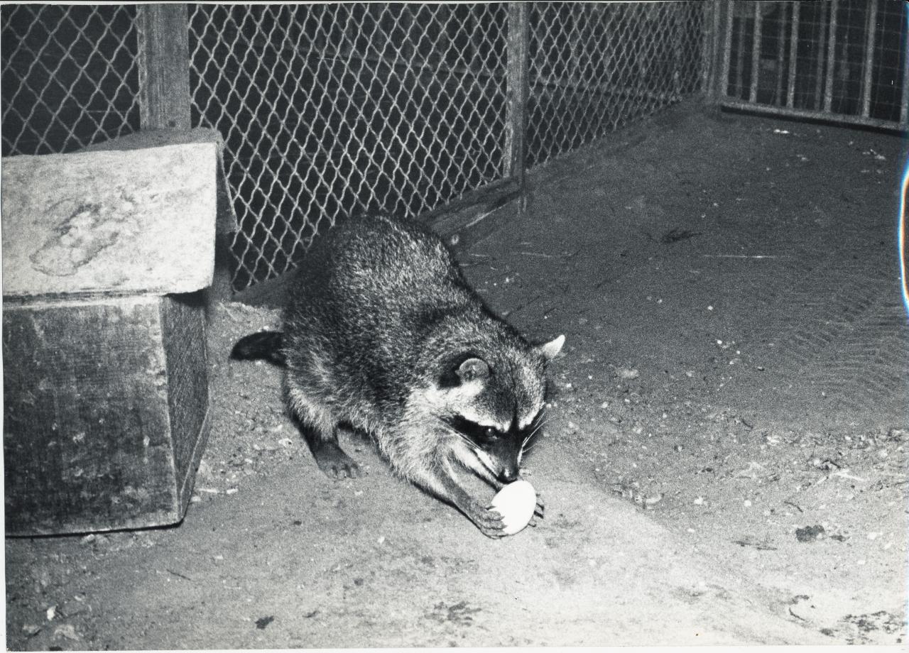 ZOO DE VINCENNES 1962 COPYRIGHT D.HAUSSWALD & O. HECKENROTH