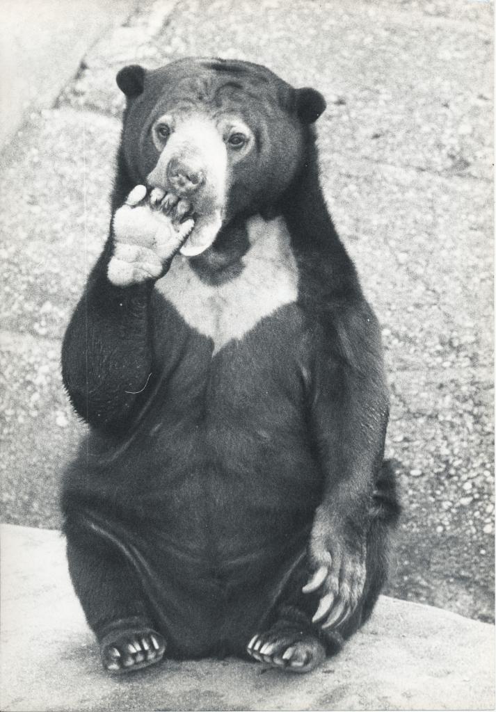 ZOO DE VINCENNES 1962 COPYRIGHT D.HAUSSWALD & O. HECKENROTH