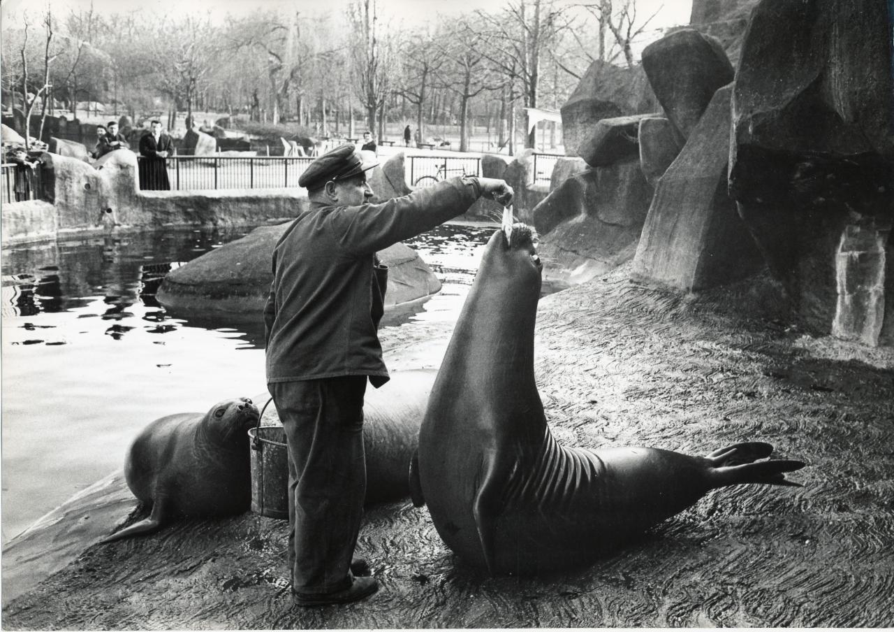 ZOO DE VINCENNES 1962 COPYRIGHT D.HAUSSWALD & O. HECKENROTH