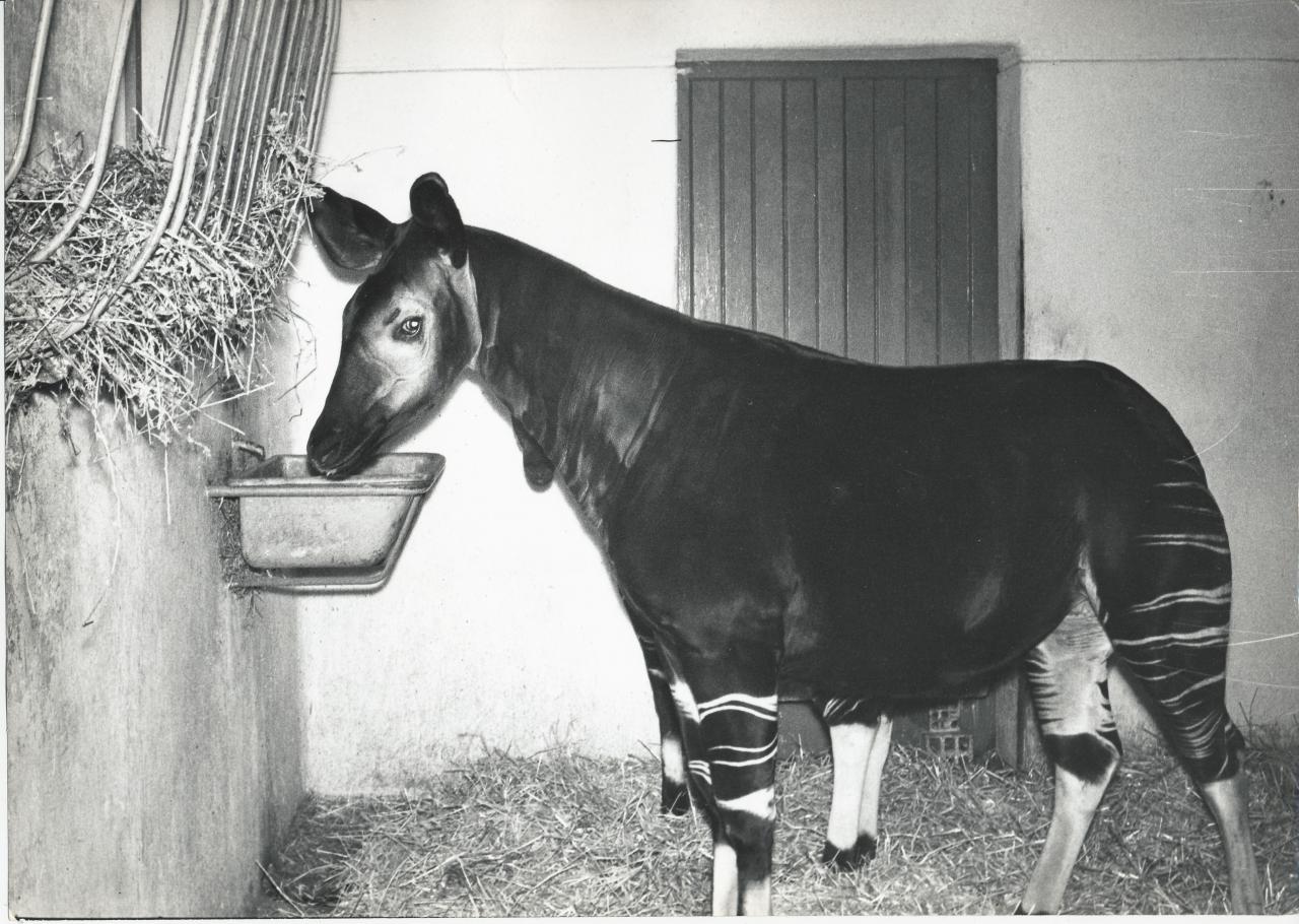 ZOO DE VINCENNES 1962 COPYRIGHT D.HAUSSWALD & O. HECKENROTH