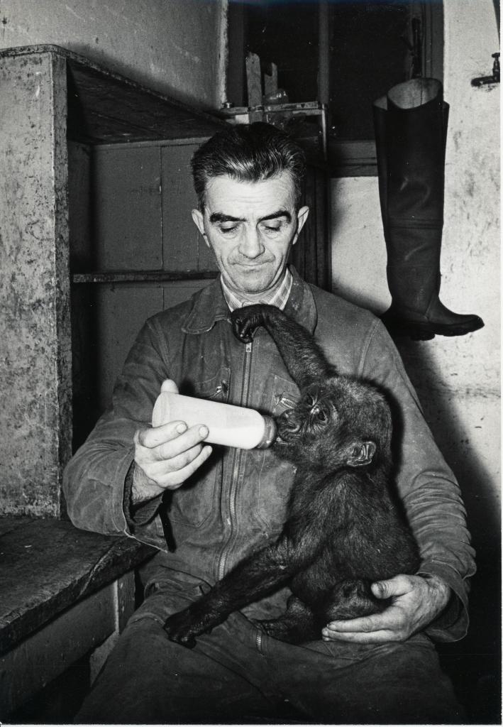 ZOO DE VINCENNES 1962 COPYRIGHT D.HAUSSWALD & O. HECKENROTH