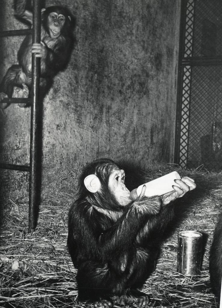 ZOO DE VINCENNES 1962 COPYRIGHT D.HAUSSWALD & O. HECKENROTH