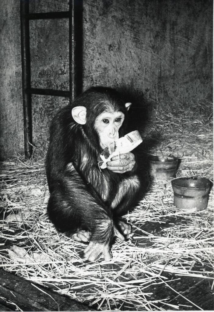 ZOO DE VINCENNES 1962 COPYRIGHT D.HAUSSWALD & O. HECKENROTH