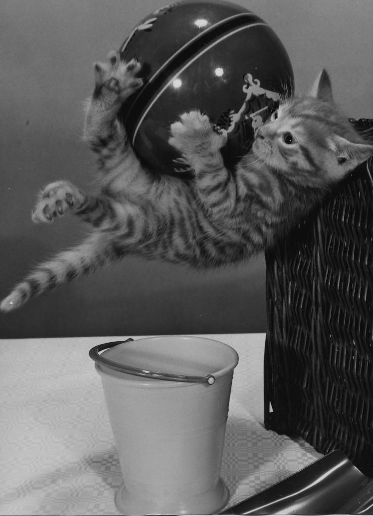 Chat au ballon et chute by Spillman & Ramsay LTD_0005