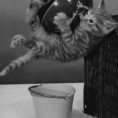 Chat au ballon et chute by Spillman & Ramsay LTD_0005