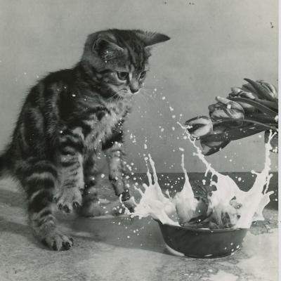 CHAT ET GRENOUILLE SPILLMAN & RAMSAY