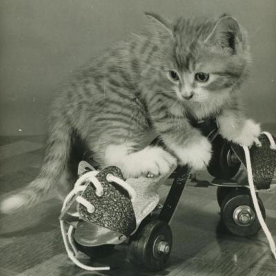 Chat et Roller, Copyright Spillman et Ramsay- Circa 1955