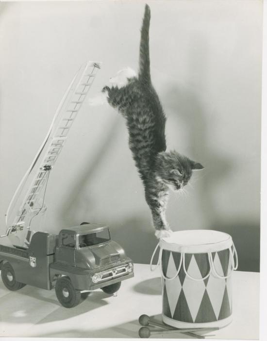 Chat et tambour, Copyright Spillman et Ramsay circa 1955