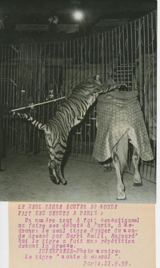 Tigre Cavalier Interpress 1959