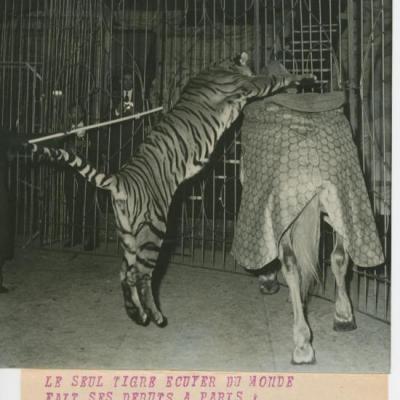 Tigre Cavalier Interpress 1959