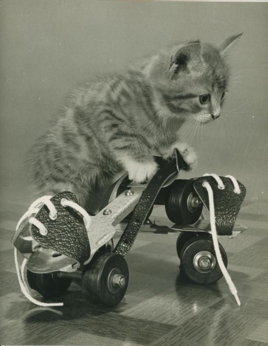 Chat et Roller, Copyright Spillman et Ramsay circa 1955