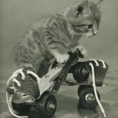 Chat et Roller, Copyright Spillman et Ramsay circa 1955