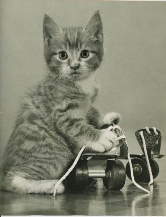 Chat et Roller, Copyright Spillman et Ramsay- Années 55