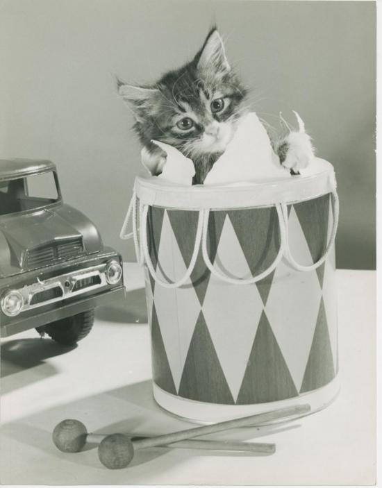Chat et tambour, CopyrightSpillman et Ramsay-circa 1955
