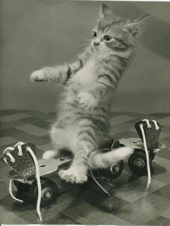 Chat et Roller, Copyright Spillman et Ramsay-circa 1955