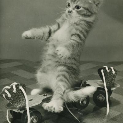 Chat et Roller, Copyright Spillman et Ramsay-circa 1955