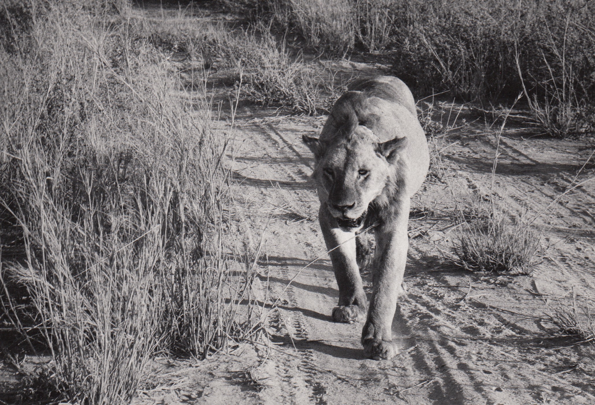 KENYA ©MANJA OFFERHAUS 1976