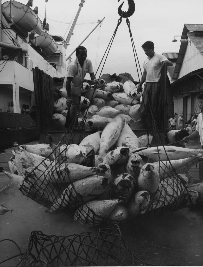 ©Paul Almasy Pêche au thon Japon