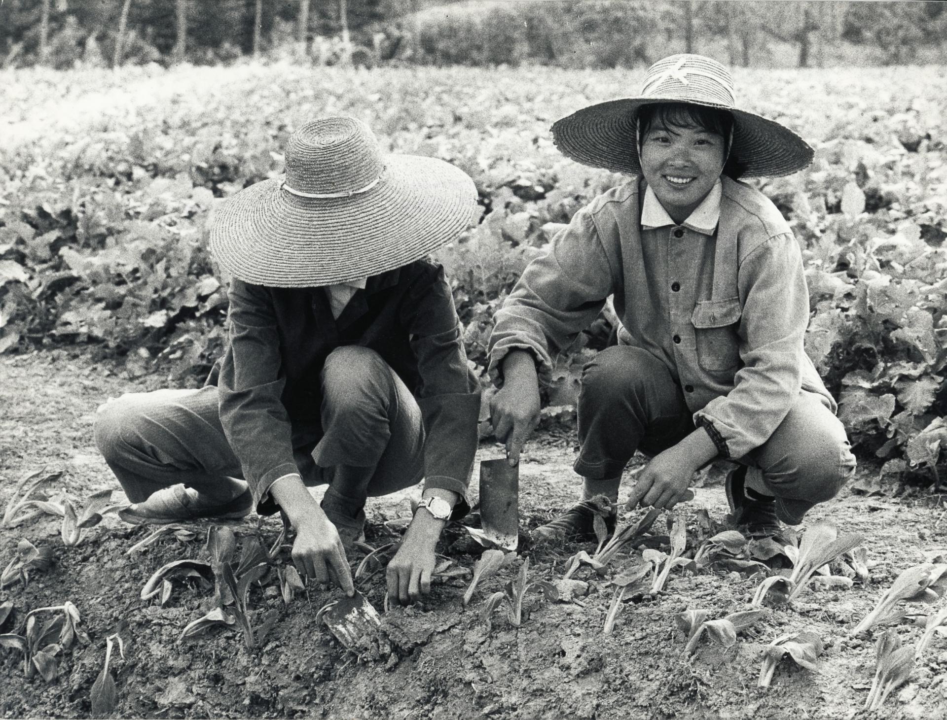 Agriculture CHINE 1977 BY WEREK_0016
